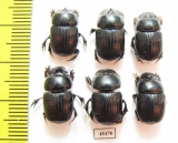 Scarabaeinae sp.  Peru - INSECTS-STORE.RU