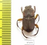 Eurysternus sp.  Peru - INSECTS-STORE.RU