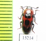 Erotylidae sp.  Indonesia, Buru isl. - INSECTS-STORE.RU