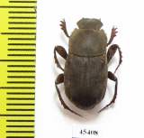 Eurysternus sp.  Peru - INSECTS-STORE.RU