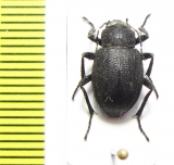 Lasiostola hirta  Uzbekistan - INSECTS-STORE.RU