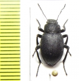 Lasiostola hirta  Uzbekistan - INSECTS-STORE.RU