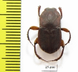 Eurysternus sp.  Peru - INSECTS-STORE.RU