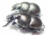 Lethrini - INSECTS-STORE.RU