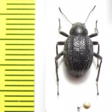 Lasiostola carinata  Kazakhstan - INSECTS-STORE.RU