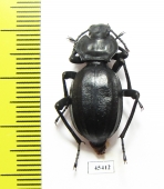 Akis trilineata barbara  Tunis - INSECTS-STORE.RU