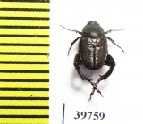 Hopliini sp.  South Africa Rep. - INSECTS-STORE.RU