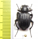 Allotadzhikistania comata  Tajikistan - INSECTS-STORE.RU