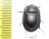 Tenebrionidae sp.  Australia - INSECTS-STORE.RU