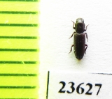 Pycnomerus sp.  Peru - INSECTS-STORE.RU