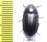 Tenebrionidae sp.  Australia - INSECTS-STORE.RU