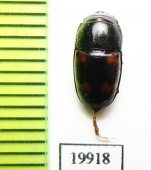 Nitidulidae sp.  Vietnam - INSECTS-STORE.RU