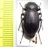 Lasiostola mollis  Uzbekistan - INSECTS-STORE.RU