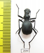 Leptoderis collaris  Spain - INSECTS-STORE.RU