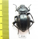 Akis lusitanica  Spain - INSECTS-STORE.RU