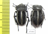 Betasida argenteolimbata, pair  Spain - INSECTS-STORE.RU