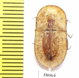 Cossyphus sp.  Kenya - INSECTS-STORE.RU