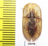 Cossyphus sp.  Kenya - INSECTS-STORE.RU