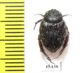 Hopliini sp.  South Africa Rep. - INSECTS-STORE.RU