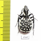 Graphipterus serrator  Morocco - INSECTS-STORE.RU