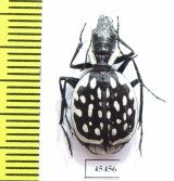 Graphipterus serrator  Morocco - INSECTS-STORE.RU