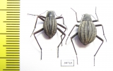 Tenebrionidae sp., pair  South Africa Rep. - INSECTS-STORE.RU