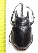 Megasoma actaeon  Peru  103mm  (9000���) - INSECTS-STORE.RU