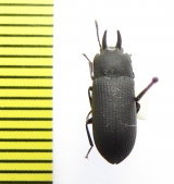 Cryphaeus sp.  India, Uttarakhand - INSECTS-STORE.RU