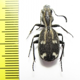Cypholoba sp.  Zambia - INSECTS-STORE.RU