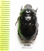 Parastasia sp.  Malaysia, Borneo - INSECTS-STORE.RU