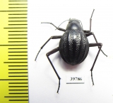 Tenebrionidae sp.  South Africa Rep. - INSECTS-STORE.RU