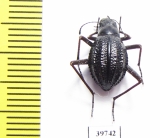 Tenebrionidae sp.  South Africa Rep. - INSECTS-STORE.RU