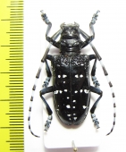 Anoplophora chinensis  China - INSECTS-STORE.RU