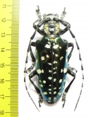 Anoplophora solii  Thailand  59mm - INSECTS-STORE.RU
