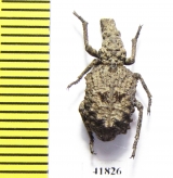 Curculionidae sp.  Zambia - INSECTS-STORE.RU