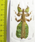 Phyllium pulchrifolium, male  Indonesia, Java - INSECTS-STORE.RU