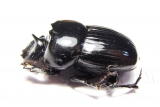Catharsius sp.  Zambia - INSECTS-STORE.RU