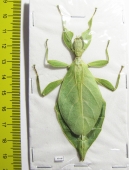 Phyllium gardabagusi, female  Indonesia, Java - INSECTS-STORE.RU