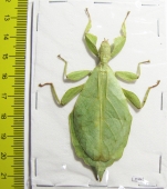 Phyllium gardabagusi, female  Indonesia, Java - INSECTS-STORE.RU
