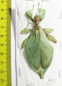 Phyllium nisus, female  Indonesia, Sumatra - INSECTS-STORE.RU