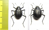 Metriopus depressus, pair  Namibia - INSECTS-STORE.RU