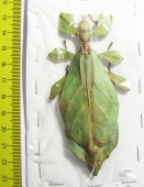 Phyllium mamasaense, female  Indonesia, Sulawesi - INSECTS-STORE.RU