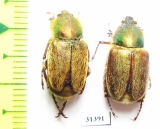Glaphyrus turkestanicus, pair  Uzbekistan - INSECTS-STORE.RU