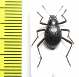 Cauricara brunnipes  Namibia - INSECTS-STORE.RU