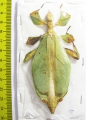 Phyllium mamasaense, female  Indonesia, Sulawesi - INSECTS-STORE.RU