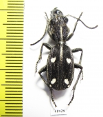 Anthia ? pulcherrima  Zambia - INSECTS-STORE.RU