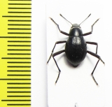 Cauricara brunnipes  Namibia - INSECTS-STORE.RU