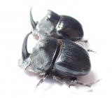 Copris sp., male  South Africa Rep. - INSECTS-STORE.RU