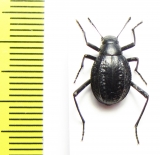 Adesmia metallica mediocostata  Morocco - INSECTS-STORE.RU