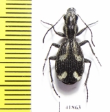 Piezia sp.  Zambia - INSECTS-STORE.RU